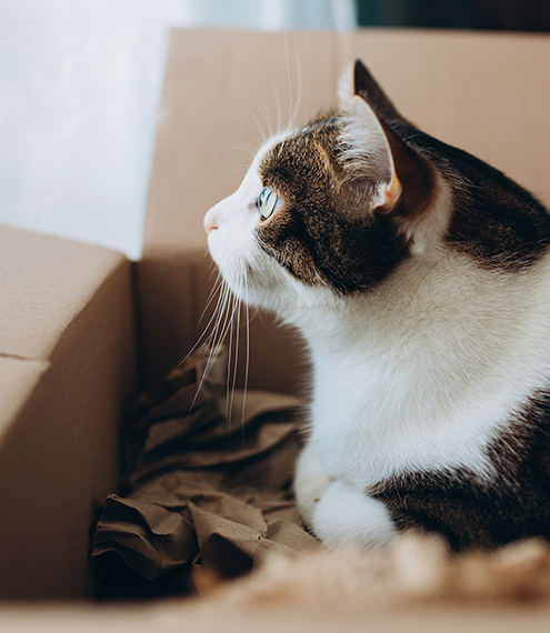 adaptación de gatos a un nuevo hogar
